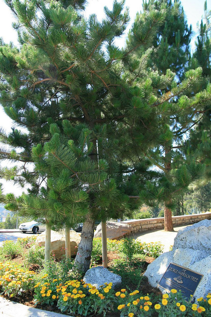 George Harrison Tree, Hollywood Trail, Griffith Park, Los Angeles