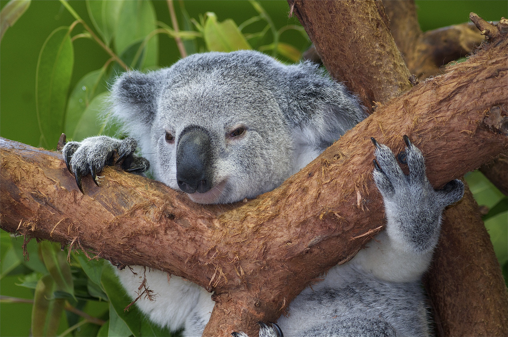 Koala bear hugs tree