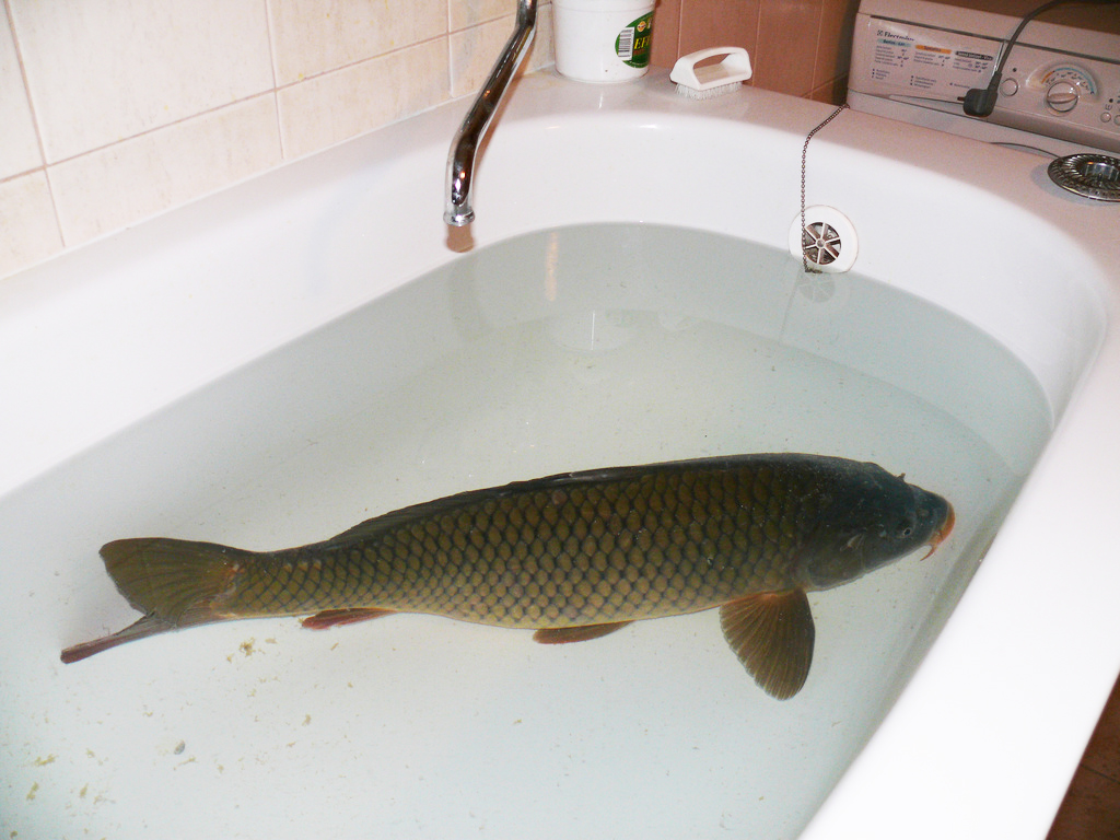 Carp (Fish) Swimming in Tub