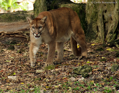 Mountain lion