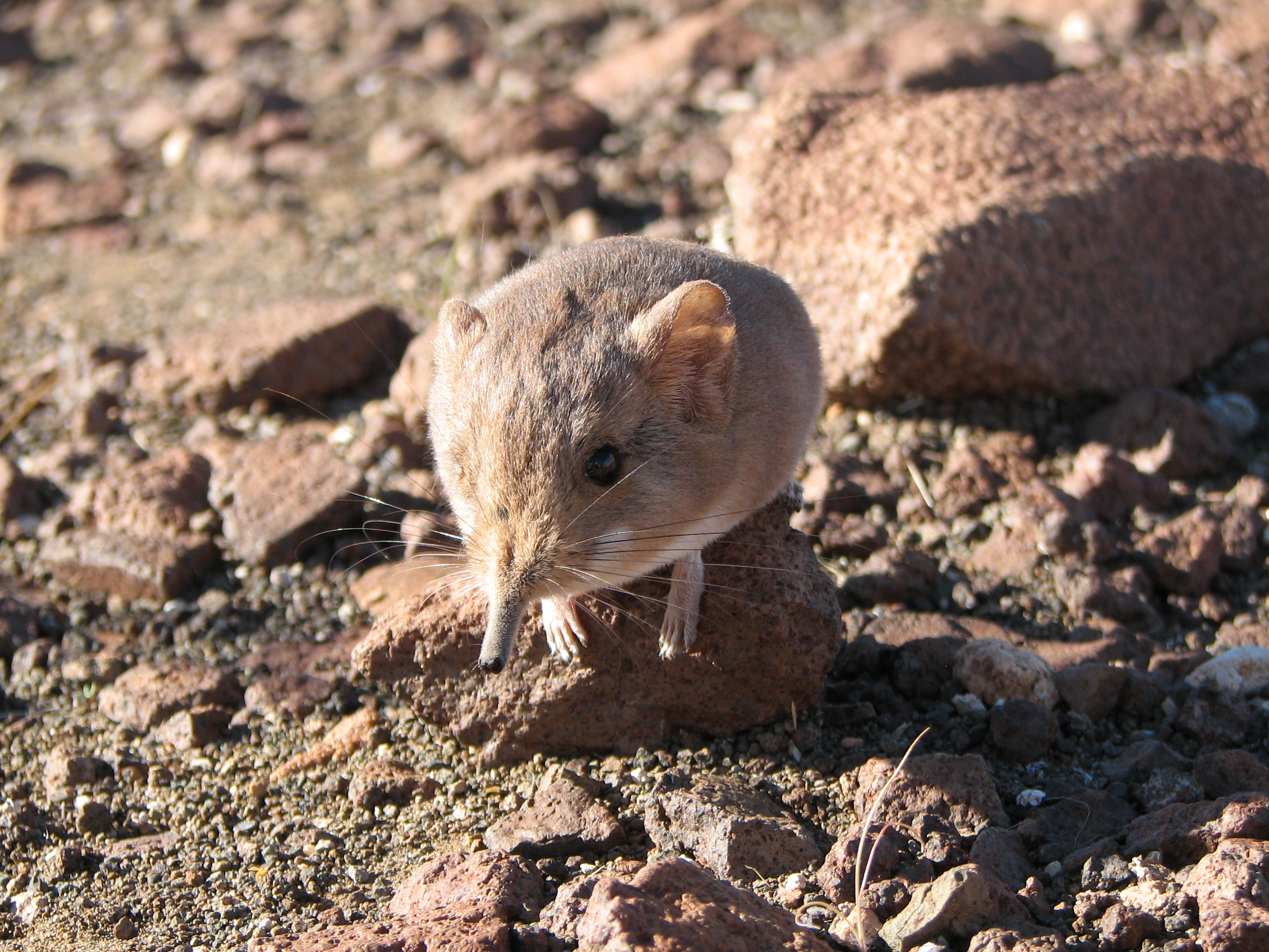 New elephant shrew