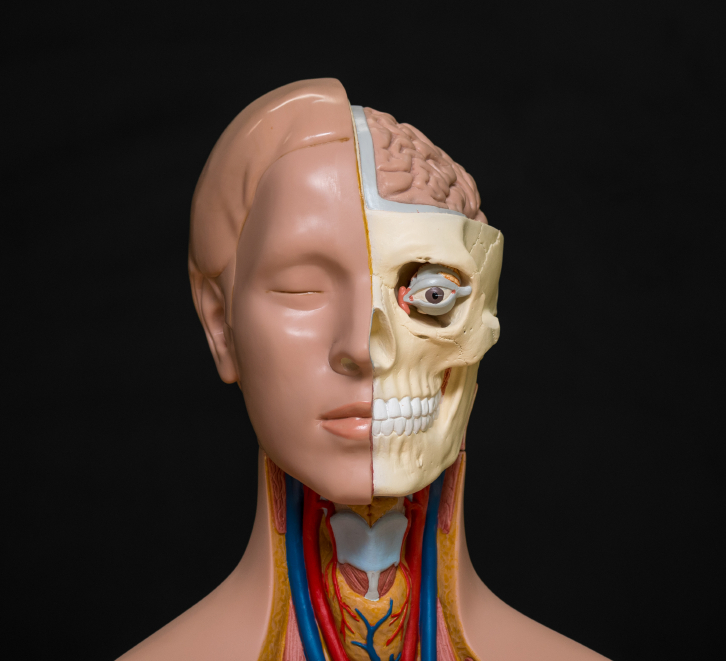 Human head anatomy model isolated on the dark background