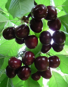 Yeager blog cherries1