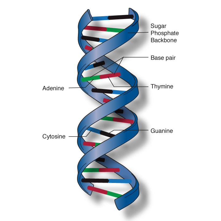 Double Helix DNA