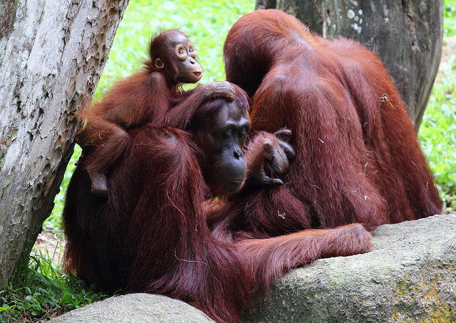 Orangutan family at Singapore Zoo