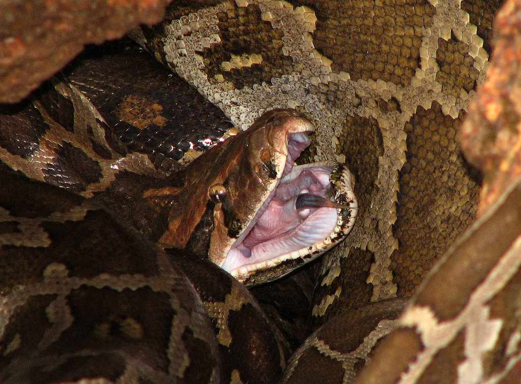 Burmese Python snake