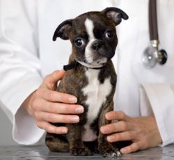 vet-and-puppy