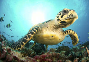 Sea turtle