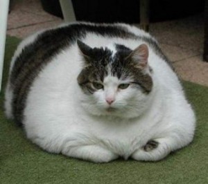 fatcat