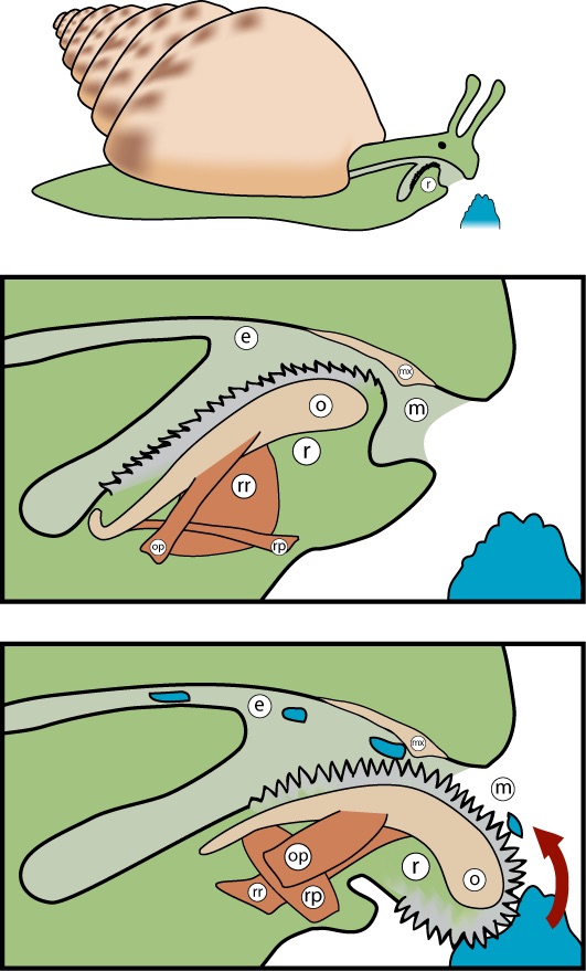Snail teeth