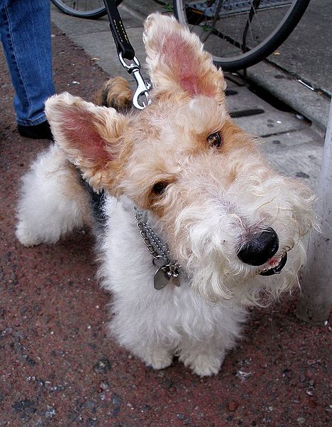 466px-Jack_The_Wire_Fox_Terrier