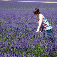 Lavender field