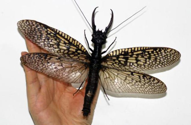 Dobsonfly 
