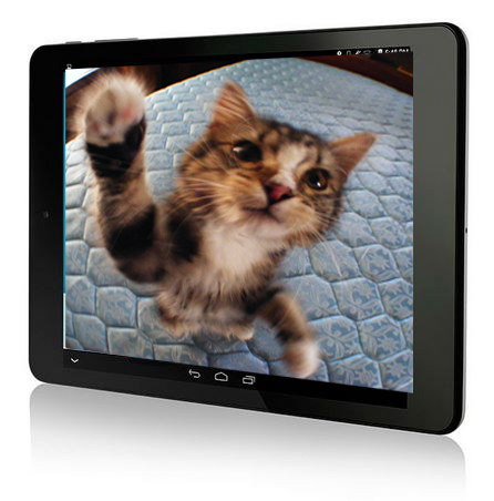 Cat in Video on Tablet 