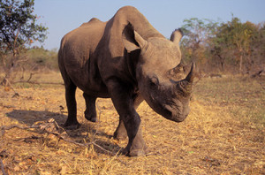 400-black-rhinoceros-safari-news-roundup