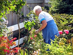 Mother-in Law working in the garden, Sept 2009
