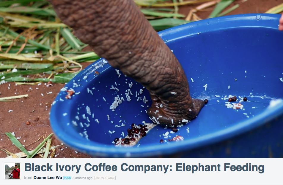 Elephant Eating Coffee