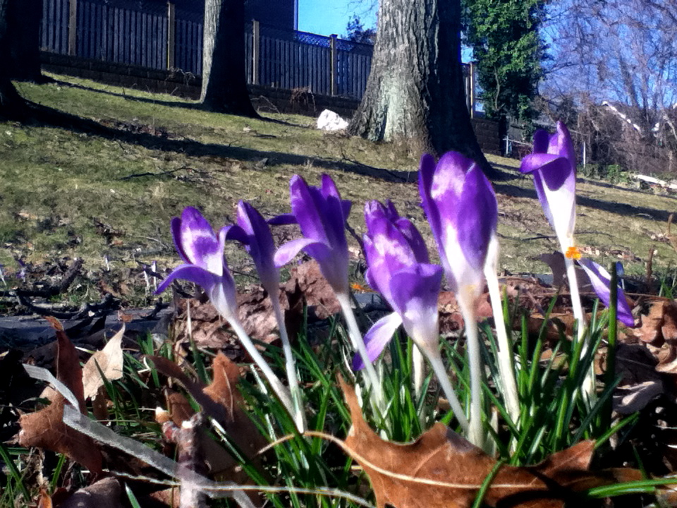 crocuses