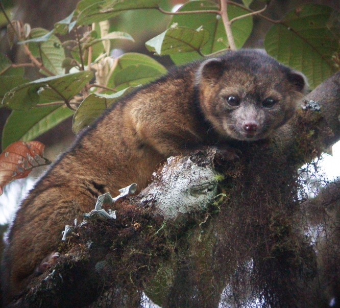 Photo of Olinguito