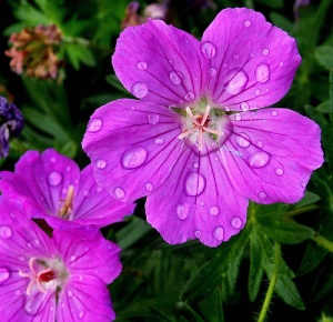 A jeff blog purple flower