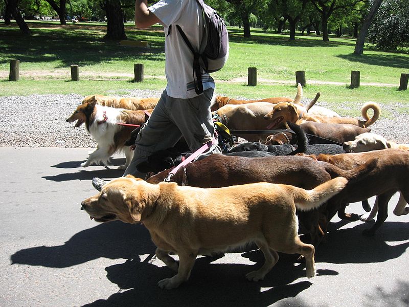 What I Learned From a Decade as a Professional Dog Walker - The