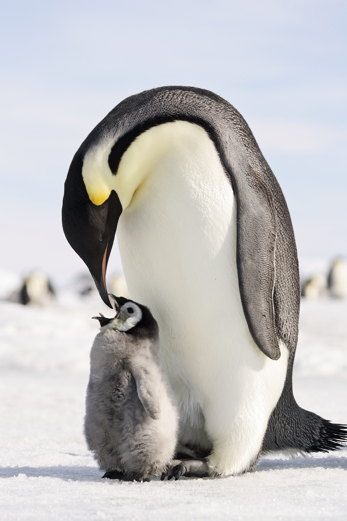 Penguin and Chick