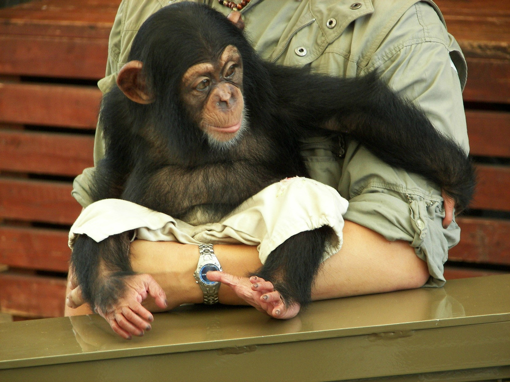 A chimpanzee with lovely feet