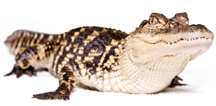 alligator-istock-spfoto