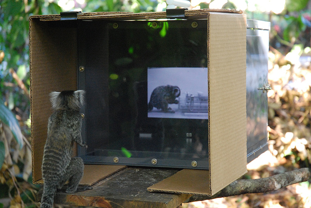 Marmoset Watching Video in Forest