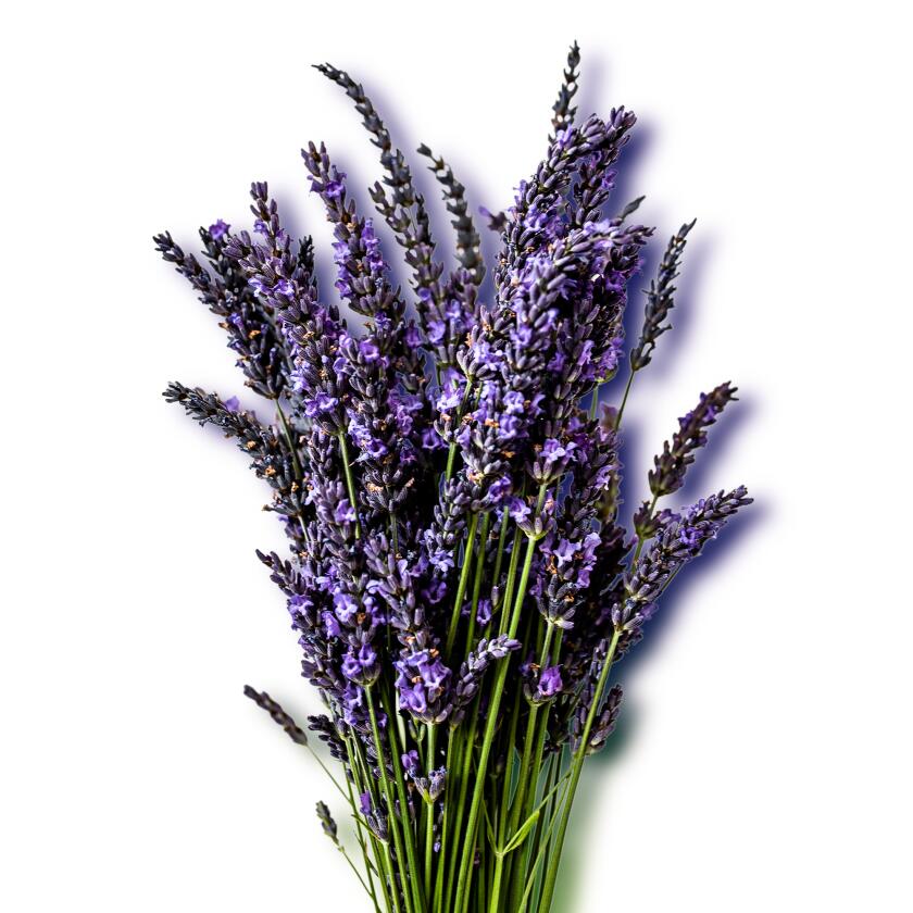 Lavender Bouquet still life against white backround