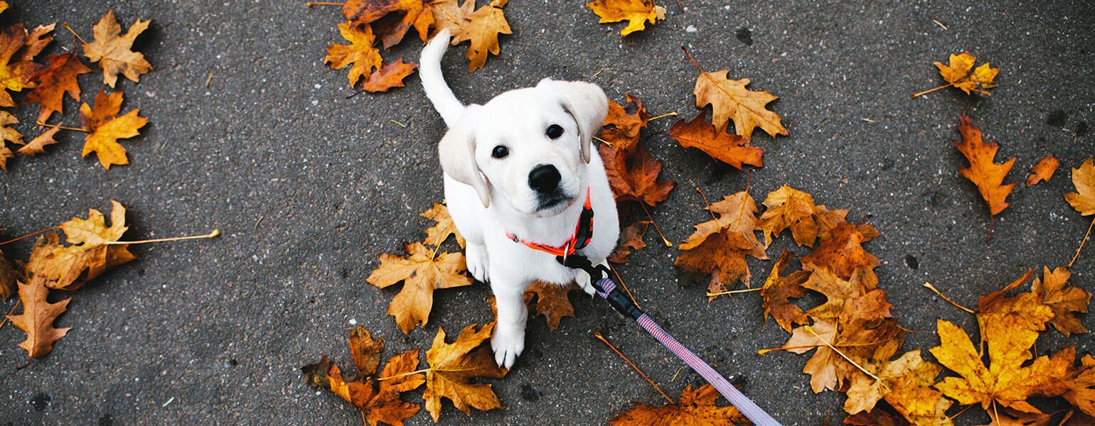 dog standing in leaves with leash being held onto by dog walker