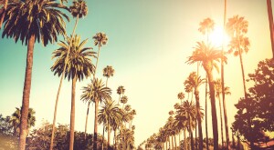 sunny day palm trees california road