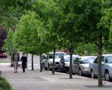 Two people walking along a tree-lined city street.