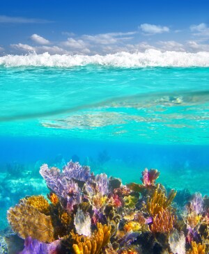 Mayan Riviera coral reef underwater up down waterline