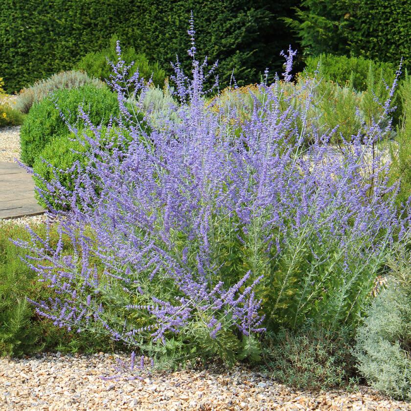 Russian Sage, fall flowers to plant this summer
