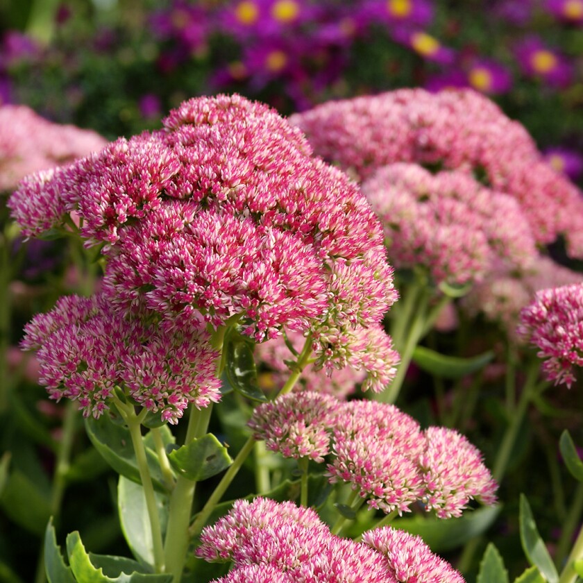 Sedum, fall flowers to plant this summer
