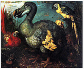 Edwards Dodo bird via wikipedia