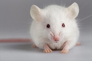 Lab mouse