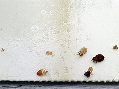 bed bugs