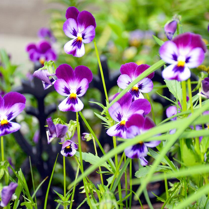 Pansy and viola, fall flowers to plant this summer