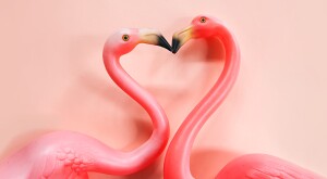 Two plastic flamingos making a heart