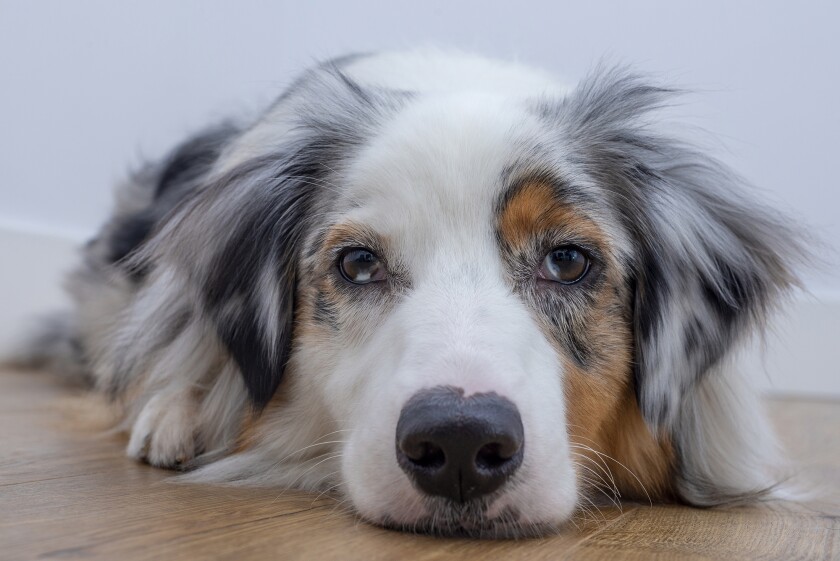 Portrait of australian shepherd