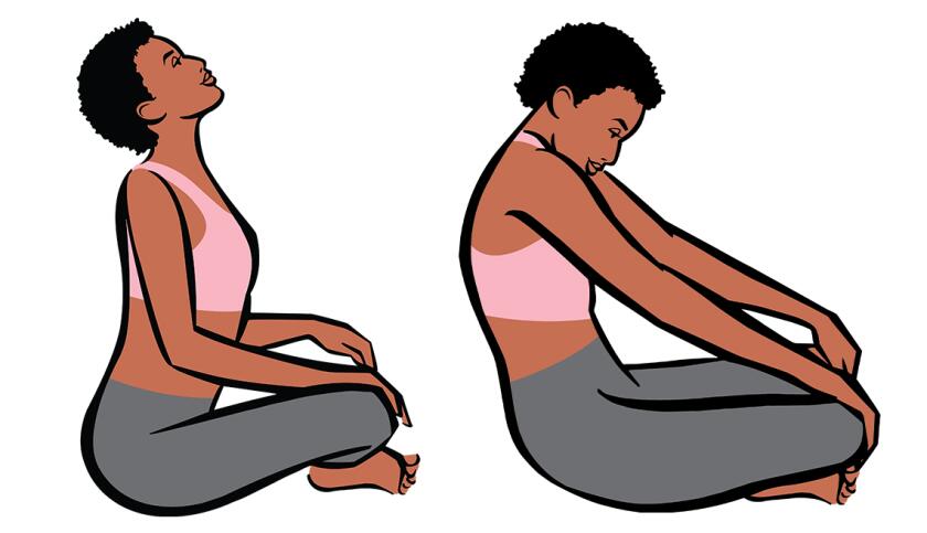 illustrations of seated cat cow stretch position