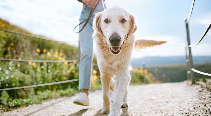 Woman walking golden retriever