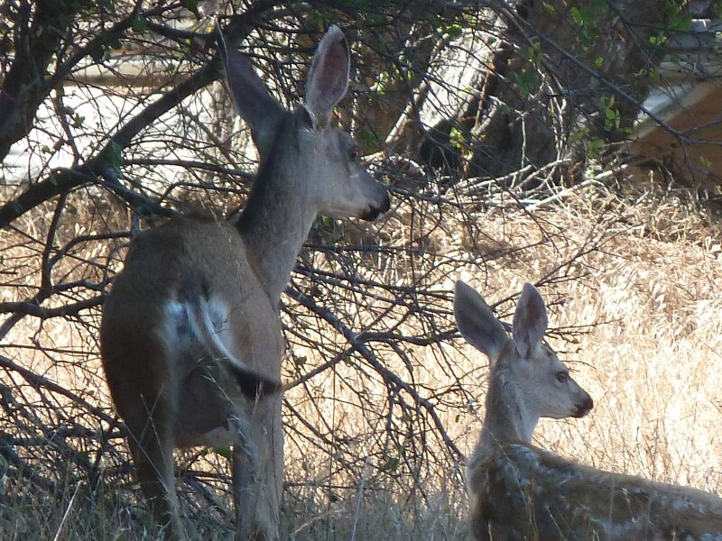 Deer Couple