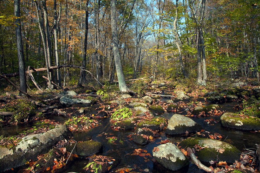 A boulder strewn scene in a swampy section of Clarence Fahnestock State Park in Putnam County, New York