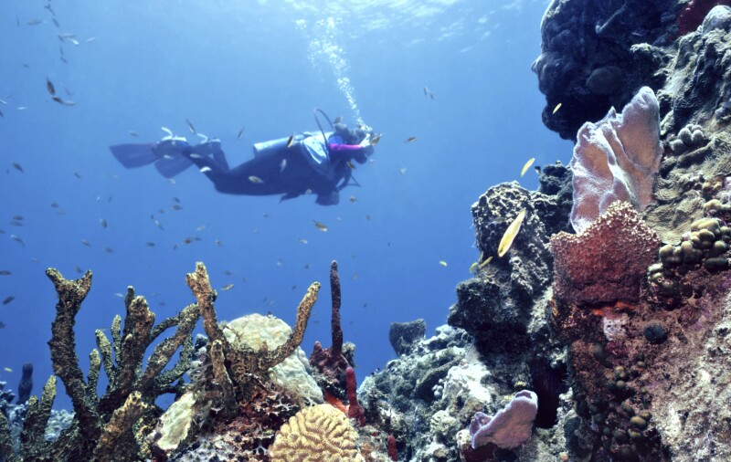 Pristine Reef