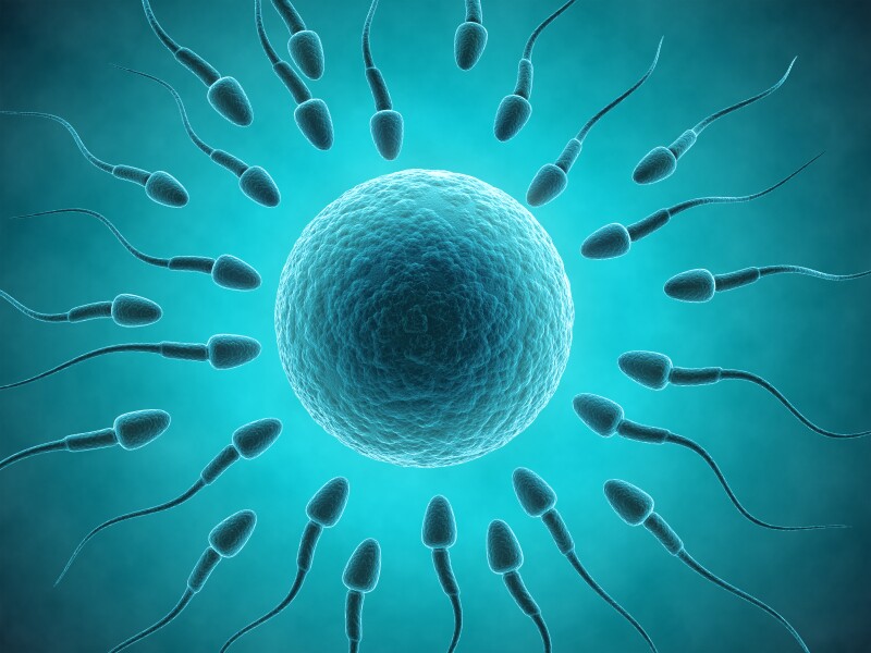 Sperm and egg