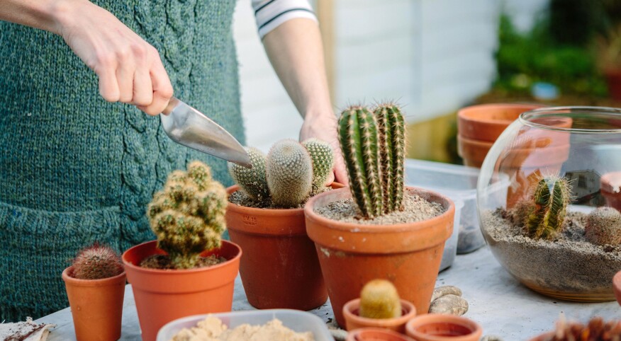 woman repotting cactus plants at her home