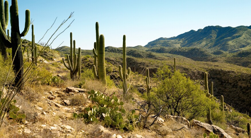 The foothills of the Santa Catalina Mountains
